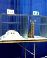 16704-donnerstags-fun-picdump-107-7