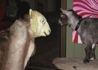 18283-donnerstags-fun-picdump-138-159