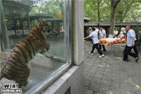 epic-win-photos-concerned-tiger-win