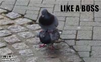 epic-win-photos-pidgeon-win